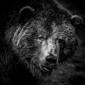 Martin Cregg - Advanced Level - Open - Black and White Brown Bear