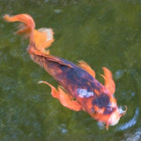 Koi1254asmall