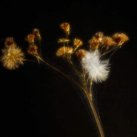 Monte R Arnold - Still Life (2nd Place)