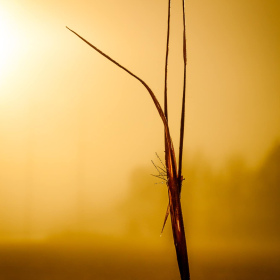 Martin Cregg - Peaceful - 2nd Place