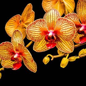 Nancy-Jewett-Macro-1st-Place