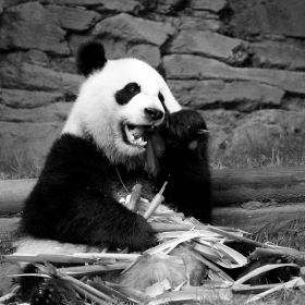 Vince Peschio-Black-White-2nd-Place