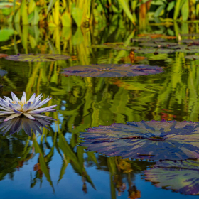 Diane-Burgett-Water-2nd-place-tie