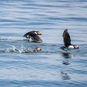 Lois-Frost-Motion-Jt-2nd-Place
