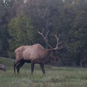 Jeff-Mayfield-Elk-and-Bison-Prairie-Outing