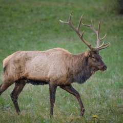 Duane-Miller-Elk-and-Bison-Prairie-Outing-2