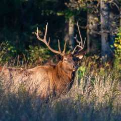 Duane-Miller-Elk-and-Bison-Prairie-Outing