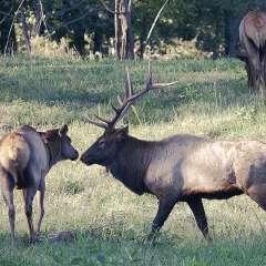 Jeff-Mayfield-Elk-and-Bison-Prairie-Outing-2