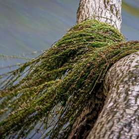 Diane-Burgett-Old-Stone-Fort-State-Archaeological-Park-Outing