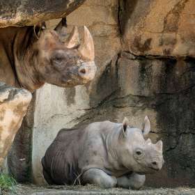 Betty-Cowart-Open-1st-Place-August