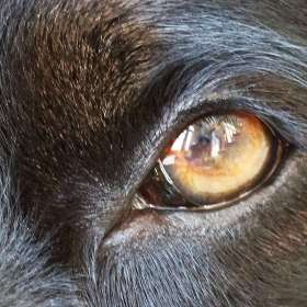 Claude Velasco - Open (2nd Place)