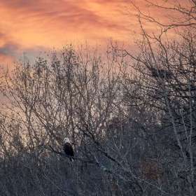 Ed Batsel - Open (2nd Place, Tie)