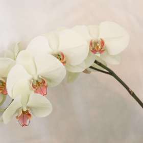 Betty-Cowart-Open-2nd-Place-July