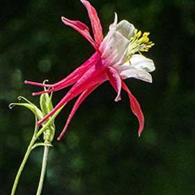 Dick-Dougall-Bryson-City-wild-flower-enhanced