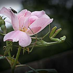 Durwood Edwards - Wild (1st Place)