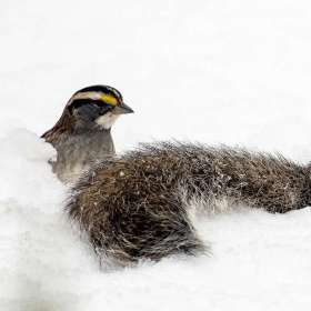 Ed Batsel - Wild (2nd Place)