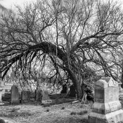Mark-Reynolds-Mt_Olivet_Cemetery-Outing
