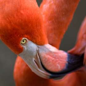 John-Mott-Nashville-Zoo-Outing-1