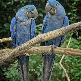 Rick-Borchert-Nashville-Zoo-Outing-2