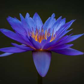 Diane-Burgett-Huntsville-Botanical-Gardens-Outing-1