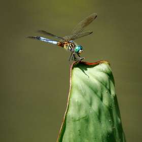 Elizabeth-Stead-Huntsville-Botanical-Garden-Outing-1