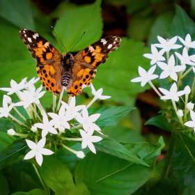 Janis-Tomanek-Huntsville-Botanical-Gardens-Outing-1