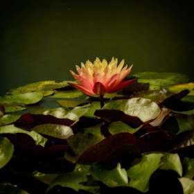 Rick-Borchert-Huntsville-Botanical-Gardens-Outing-1