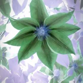 BPG-POTM-0422-Graceful-2