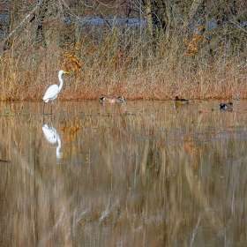 BPG-POTM-0422-Graceful-3