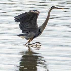 BPG-POTM-0422-Graceful-6