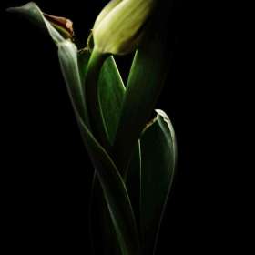 BPG-POTM-0422-Graceful-7