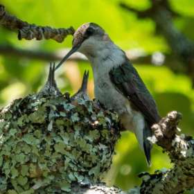 BPG-POTM-0422-Open-04