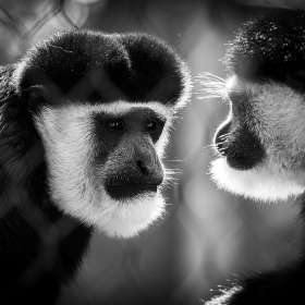 BPG-POTM-0822-Sorrow-4