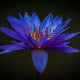 Diane-Burgett-Open-2nd-Place-August