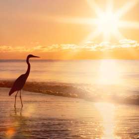 Martin Cregg - Open - Jt-2nd Place - February 2022 - Blue Heron at Gulf Shores