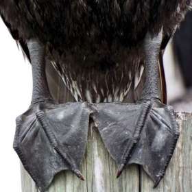 BPG-POTM-0722-Open-02