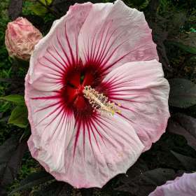 BPG-POTM-0722-Open-04