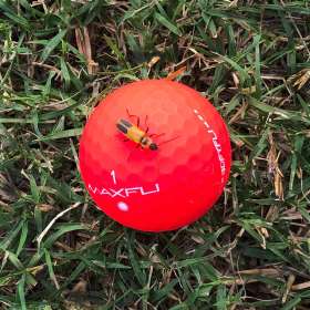 BPG-POTM-0722-Open-12