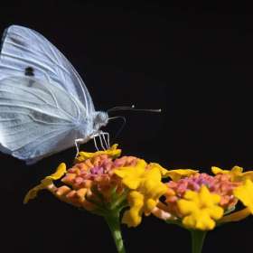 Gina Fitzhugh-Open-Jt-2nd-Place-July