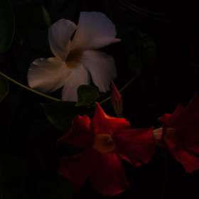 BPG-POTM-0622-Open-01