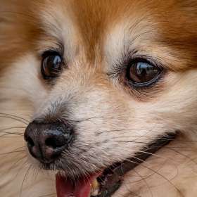 BPG-POTM-0622-Open-02