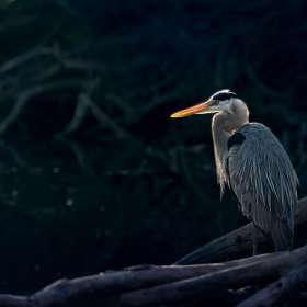 BPG-POTM-0622-Open-05