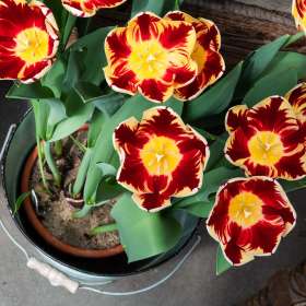 BPG-POTM-0622-Round-Things-01