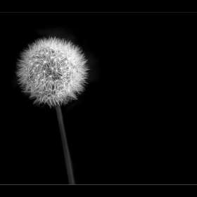 BPG-POTM-0622-Round-Things-11