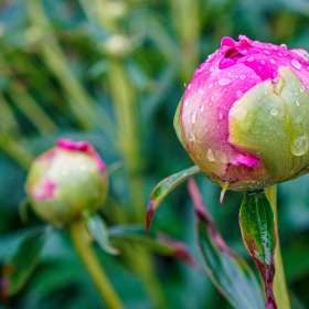 BPG-POTM-0622-Round-Things-13