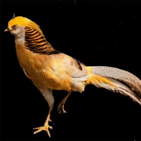 Barry-Sokol-Opulent-1st-Place-June