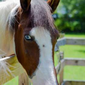 BPG-POTH-0322-Fiesty-3