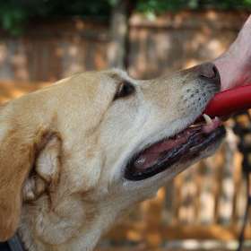 BPG-POTH-0322-Fiesty-5