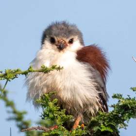 BPG-POTH-0322-Fiesty-6