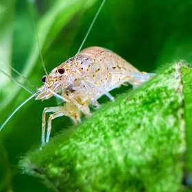 BPG-POTH-0322-Fiesty-7